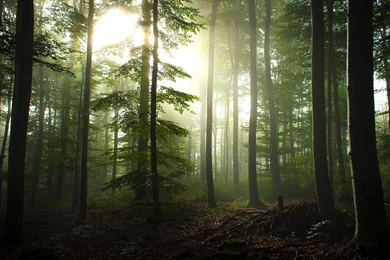 Beautiful Tall Trees In The Forest Wallpapers