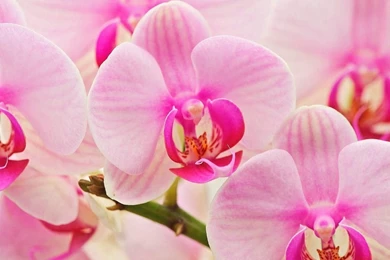 Orchids