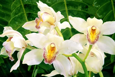 Desktop Wallpapers » Flowers Backgrounds » White Orchids » Www ...
