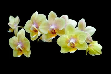 Blooming Yellow Orchids On A Black Backgrounds