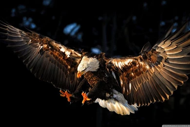 Golden Eagle Talons   Wallpaper.