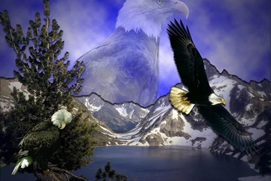 Free Eagles Wallpapers
