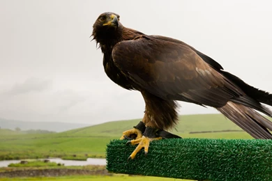 11 Golden Eagle HD Wallpapers