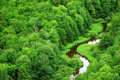Nature Forest Wallpapers High Definition
