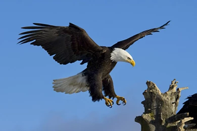 Eagles, Wildlife :: Wallpapers