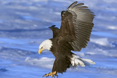 Fabulous And Amazing Eagle Wallpapers In HD   For More Wallpapers ...