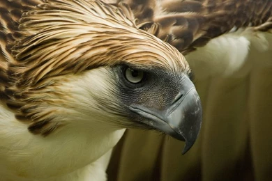Philippine Eagle Pictures And Wallpapers