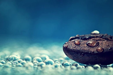 Free Wallpapers For Computers Water Droplets And Seed Macro ...