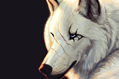 Wolf Wallpapers Desktop