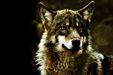 Hd Wolf Wallpapers Pics