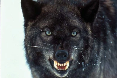 Black Wolf Wallpapers   Wallpapers HD Wide