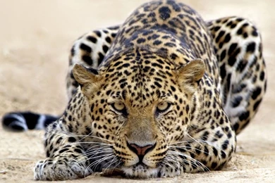 Macbook Air HD Wallpapers (58)