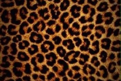Leopard Print Images HD Wallpapers Desktop