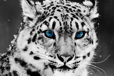 Leopard Wallpapers High Definition STAY003