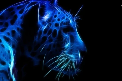 Angry Leopard HD Wallpapers