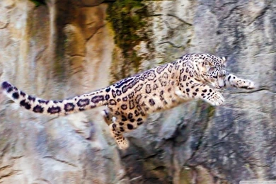 Snow Leopard Flying HD Desktop Wallpapers : High Definition ...
