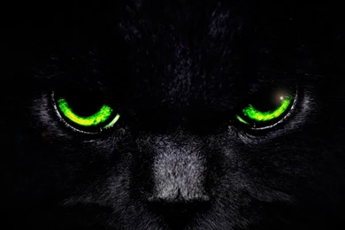 CAT EYES WALLPAPER