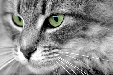 Beautiful Eyes   Cats Wallpapers (16249944)   Fanpop