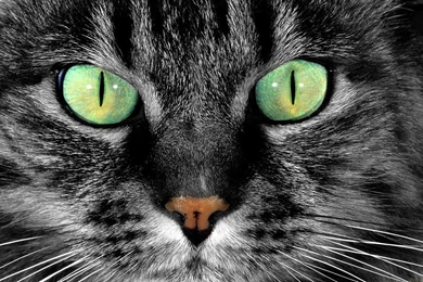 Cat Eyes Green Wallpapers