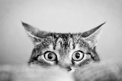 Black And White, Eyes, Cats, Animals, Cat Eyes :: Wallpapers