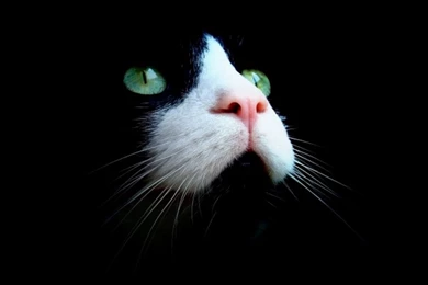 Gorgeous Green Eyes   Cats Wallpapers (16249930)   Fanpop