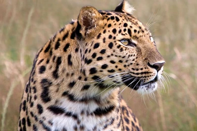 Male Amur Leopard Wildlife Heritage UK Wallpapers