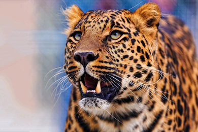 Leopard Face Hd Wallpapers