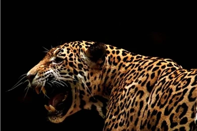 AMUR LEOPARD WALLPAPER   (