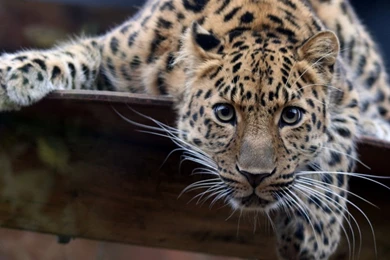 Leopard Wallpapers Android