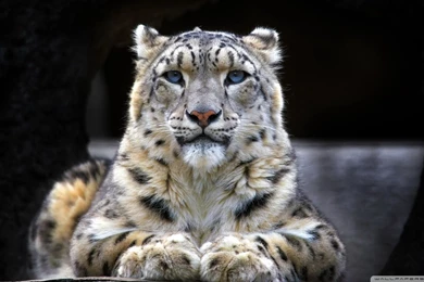 Snow Leopard Sitting On A Rock Wallpapers Full HD [1920x1080 ...