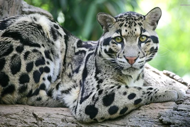 Clouded Leopard HD Wallpapers