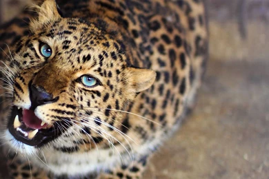 Leopard Wallpapers HD STAY015