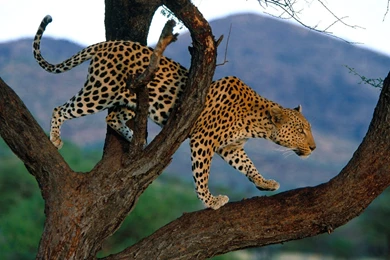 Snow Leopard Wallpapers High Quality