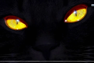 download wallpapers 2560x1600 eyes minimalism black cat