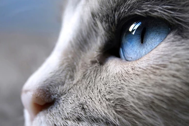 Blue Eyes   Photo Wallpapers, Pictures With Blue Eyes / Страница 8