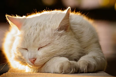 Hd Cat Wallpapers, Kitten Images, Cute Cat Photos, Free Cat Images ...