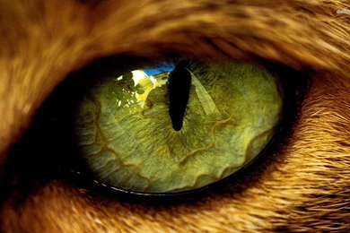 Cat Eye Wallpapers   Animal Wallpapers