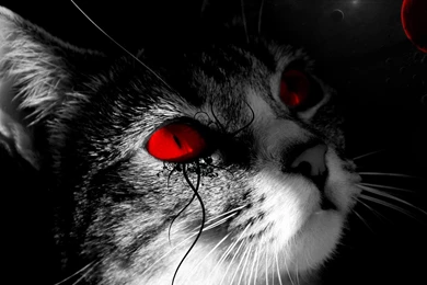Black Cat Red Eyes Wallpapers X