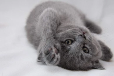 Hd Cat Wallpapers, Free Cat Images, Claw, Hairy, Pussycats, Cat ...