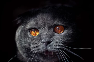 Hd Cat Wallpapers, Cute Cat Photos, Claw, Hairy, Animals, Pets ...