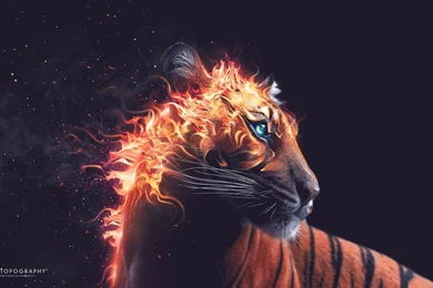 Tiger Fire Wallpapers