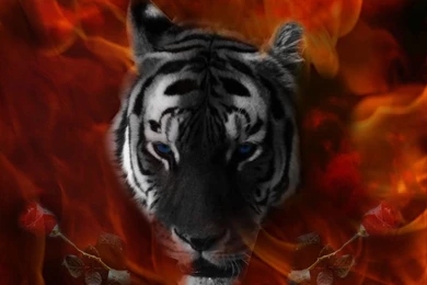 3d Tiger Wallpapers GRS17