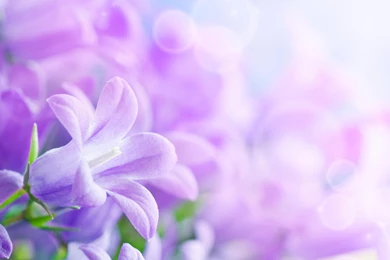 Backgrounds Violet Wallpapers