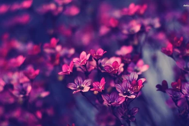 Best Abstract Violet Wallpapers