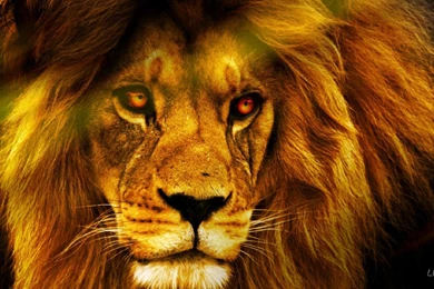 Wildlife Animals Pictures From Wildlife Animal Planet