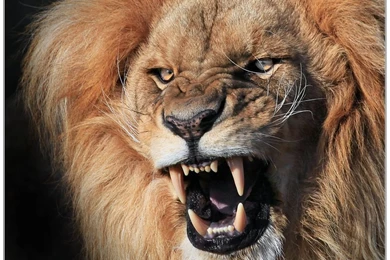 Angry Lion Pictures   HD Wallpapers Pretty