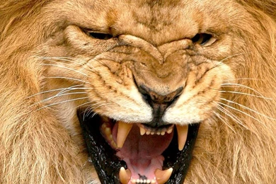 Top Image Of Angery Lion Images For Pinterest