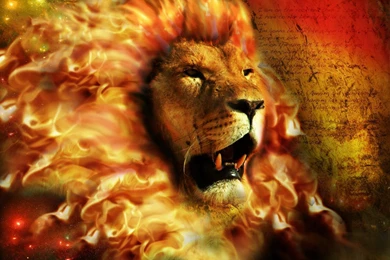 Angry Lion Wallpapers