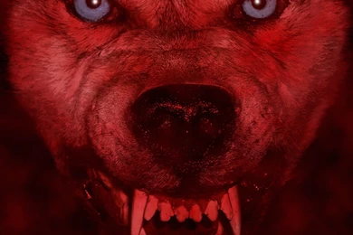 Red Wolf By CraicBaby On DeviantArt