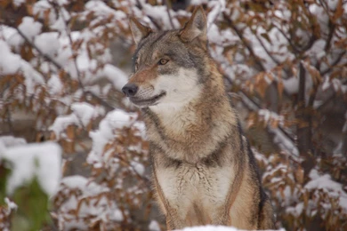 Red Wolf In The Woods HD Desktop Wallpapers : Widescreen : High ...
